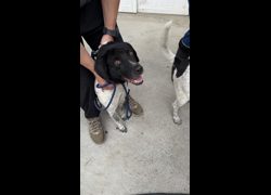 臺南市動物之家善化站,編號:450415, 混種犬          