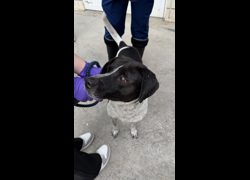 臺南市動物之家善化站,編號:450418, 混種犬          
