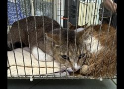 臺南市動物之家善化站,編號:450466, 混種貓                 