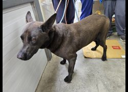 臺北市動物之家,編號:450750, 混種犬          