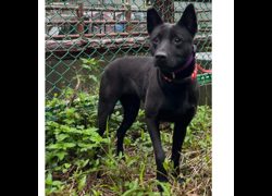 新北市瑞芳區公立動物之家,編號:451173, 混種犬          
