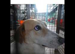 臺南市動物之家灣裡站,編號:451177, 混種犬          