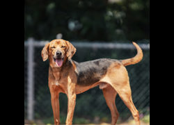 新北市板橋區公立動物之家,編號:449682, 混種犬          