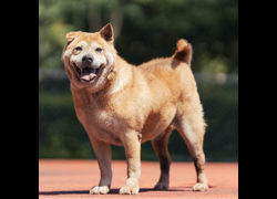 新北市板橋區公立動物之家,編號:394062, 混種犬          