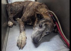 臺北市動物之家,編號:451345, 混種犬          