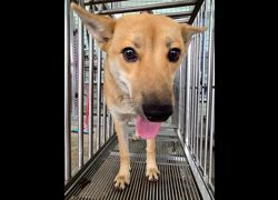 花蓮縣狗貓躍動園區,編號:451493, 混種犬          