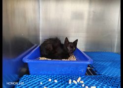 桃園市動物保護教育園區,編號:451517, 混種貓                 