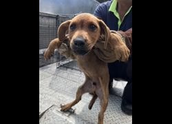 彰化縣流浪狗中途之家臨時收容所,編號:451790, 混種犬          