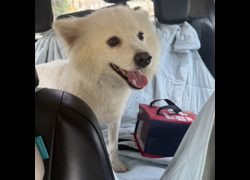 臺南市動物之家善化站,編號:451964, 日本狐狸犬