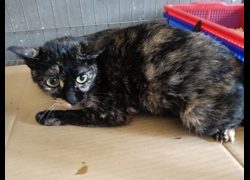 新竹市動物保護教育園區,編號:451989, 混種貓                 