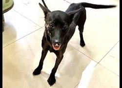 高雄市壽山動物保護教育園區,編號:451991, 混種犬          
