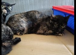 新竹市動物保護教育園區,編號:451990, 混種貓                 