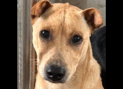 澎湖縣流浪動物收容中心,編號:451230, 混種犬          