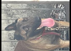 嘉義市動物保護教育園區,編號:452300, 混種犬          