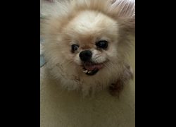 嘉義市動物保護教育園區,編號:452145, 博美犬         