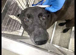 臺北市動物之家,編號:452684, 混種犬          