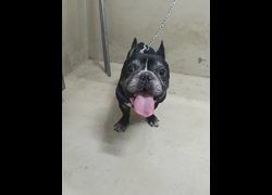 嘉義市動物保護教育園區,編號:452687, 法國鬥牛犬