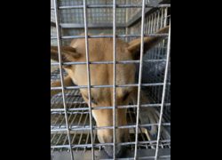 臺南市動物之家善化站,編號:452770, 混種犬          