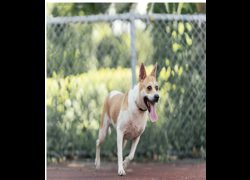新北市板橋區公立動物之家,編號:452892, 混種犬          