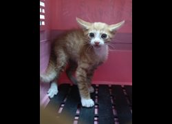 嘉義市動物保護教育園區,編號:452950, 混種貓                 