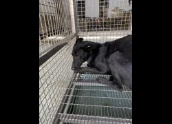 臺南市動物之家善化站,編號:453431, 混種犬          