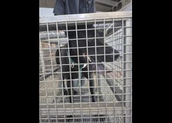 臺南市動物之家善化站,編號:453514, 混種犬          