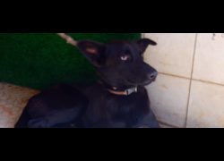 南投縣公立動物收容所,編號:453675, 混種犬          