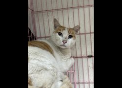 苗栗縣動物保護教育園區,編號:453691, 混種貓                 