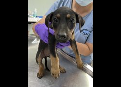 彰化縣流浪狗中途之家臨時收容所,編號:453941, 混種犬          