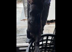 彰化縣流浪狗中途之家臨時收容所,編號:454216, 混種犬          