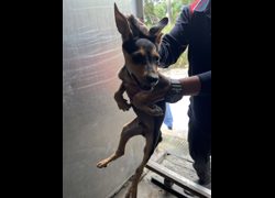 彰化縣流浪狗中途之家臨時收容所,編號:454229, 混種犬          