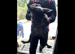彰化縣流浪狗中途之家臨時收容所,編號:454232, 混種犬          