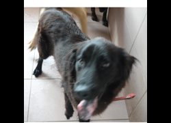 臺南市動物之家灣裡站,編號:446588, 混種犬          