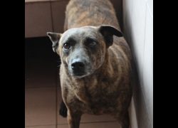 臺南市動物之家灣裡站,編號:380292, 混種犬          