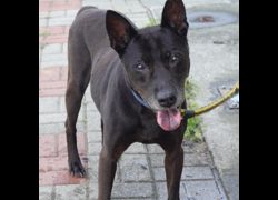 臺南市動物之家灣裡站,編號:381084, 混種犬          