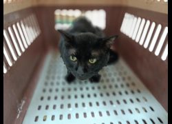 新竹市動物保護教育園區,編號:455313, 混種貓                 