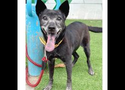 臺南市動物之家灣裡站,編號:277965, 混種犬          