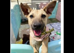 臺南市動物之家灣裡站,編號:455361, 混種犬          
