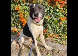 臺南市動物之家灣裡站,編號:423980, 混種犬          