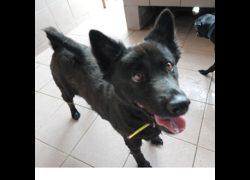 臺南市動物之家灣裡站,編號:452156, 混種犬          