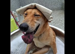 臺南市動物之家灣裡站,編號:245920, 混種犬          