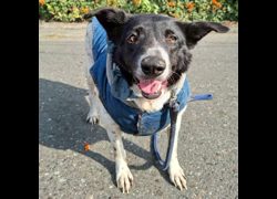 臺南市動物之家灣裡站,編號:387848, 混種犬          