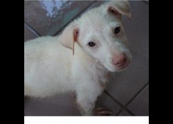 臺南市動物之家灣裡站,編號:437883, 混種犬          
