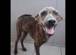臺南市動物之家灣裡站,編號:446562, 混種犬          