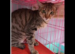 臺南市動物之家灣裡站,編號:443803, 混種貓                 