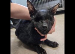 臺南市動物之家灣裡站,編號:434750, 混種貓                 