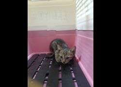 嘉義市動物保護教育園區,編號:455519, 混種貓                 