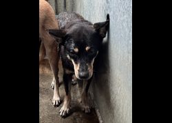 彰化縣流浪狗中途之家臨時收容所,編號:455847, 混種犬          