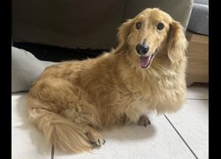 桃園市動物保護教育園區,編號:455949, 臘腸犬