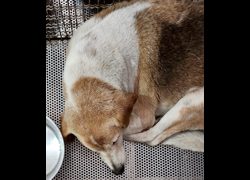 新北市三芝區公立動物之家,編號:464751, 混種犬          